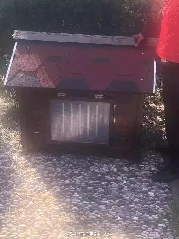 小区物业为流浪猫安了家,物业为流浪猫投放太阳能