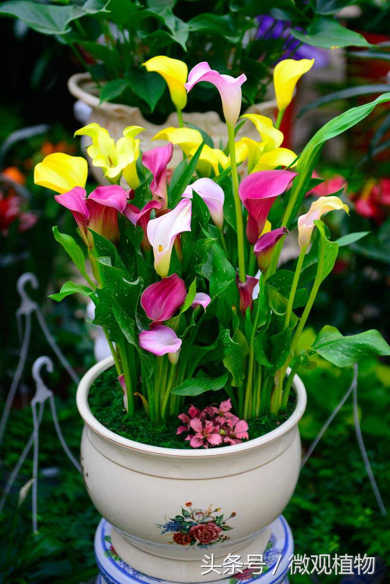 马蹄莲养殖方法冬天怎么养,马蹄莲很难养