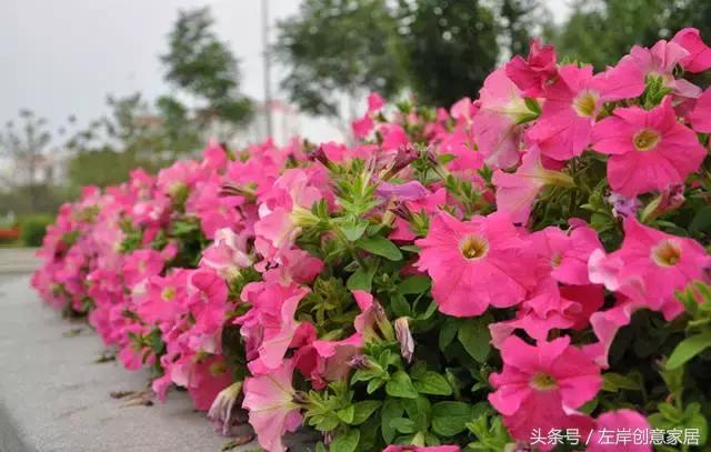 100种室内植物大全,户外小景观植物大全