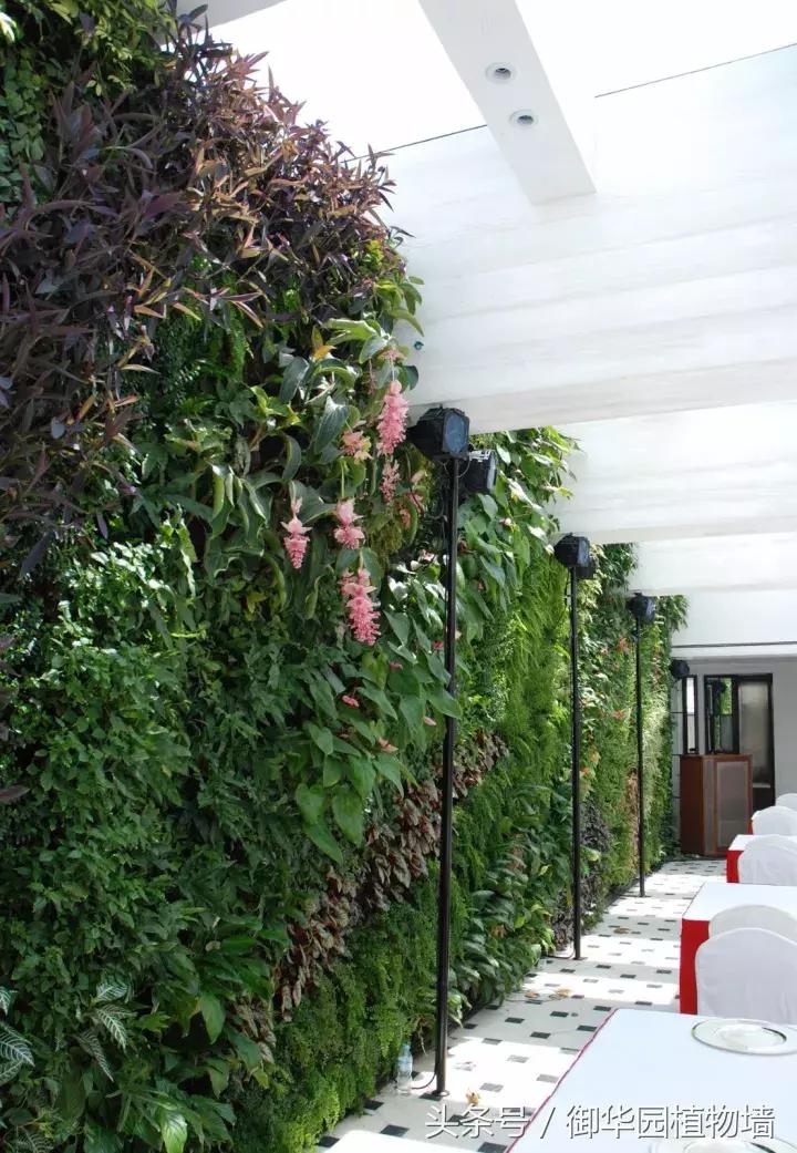 植物大战僵尸之父是中国人,植物墙创始人