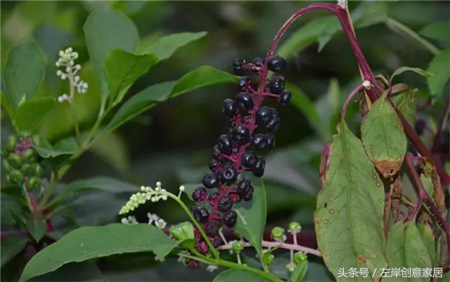 100种室内植物大全,户外小景观植物大全