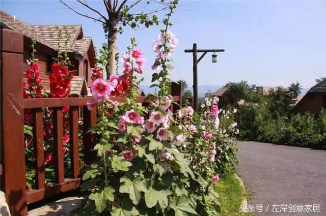 100种室内植物大全,户外小景观植物大全