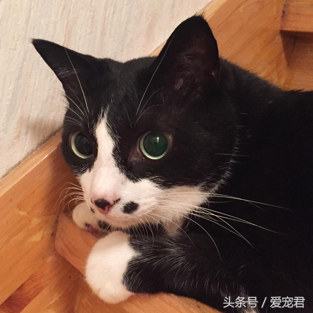 如何快速与胆小新猫咪建立感情,怎样和胆小的猫咪建立信任