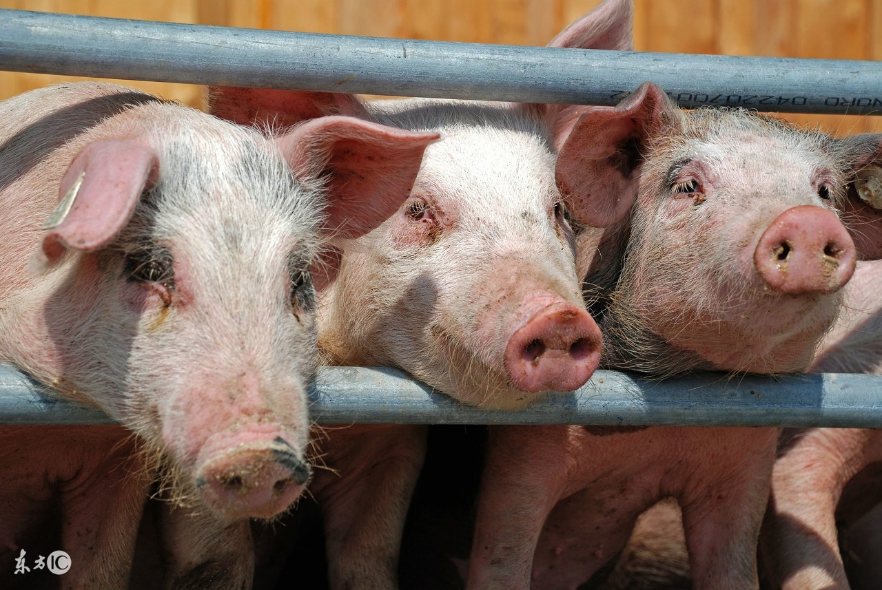 母猪产后低温症治疗,母猪低温最好的处理方法
