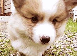 你是如何对待狗的,如果你打你家自己的狗会怎么样