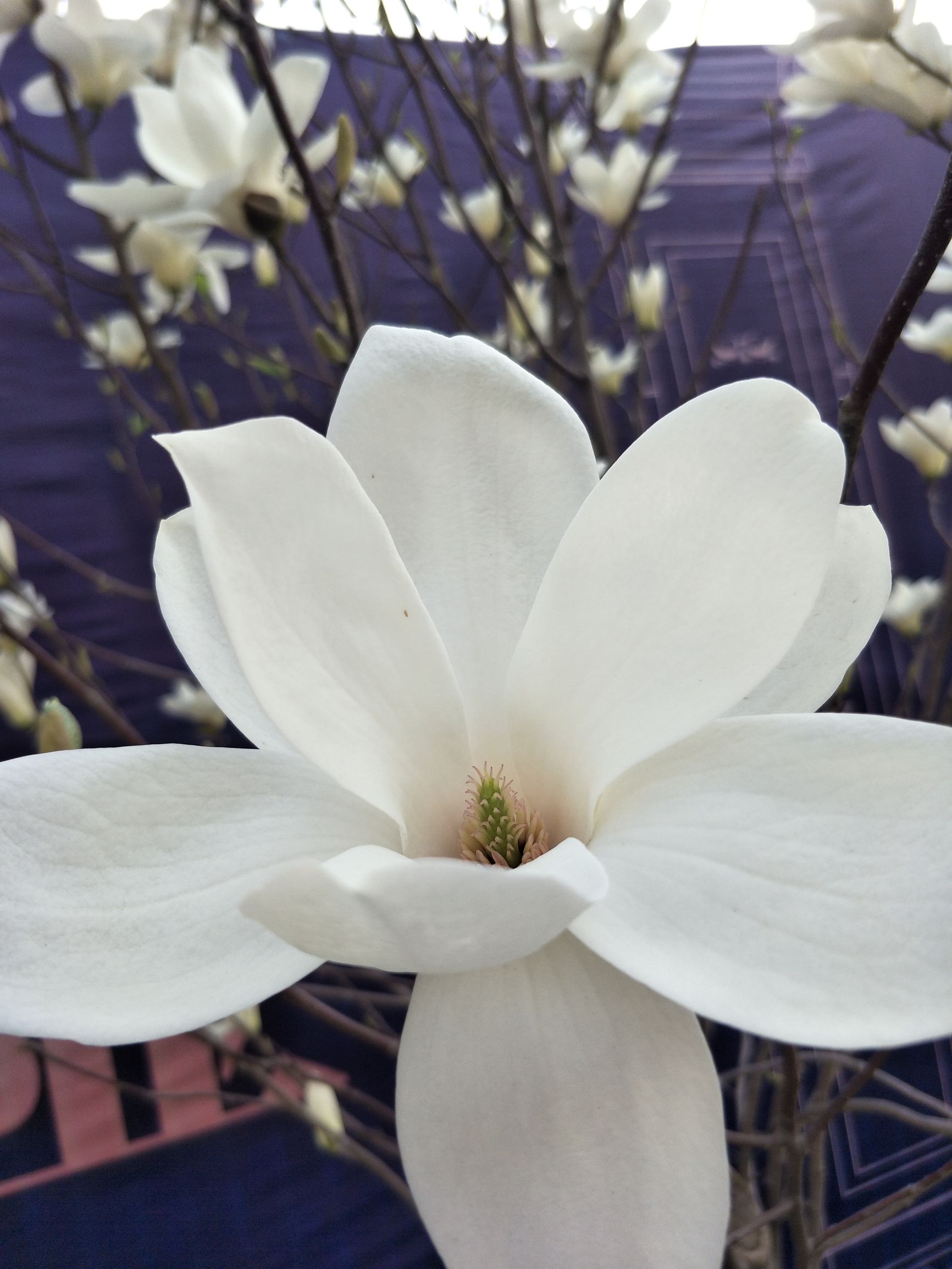 白玉兰洁白孤傲,白玉兰是玉兰中的极品吗