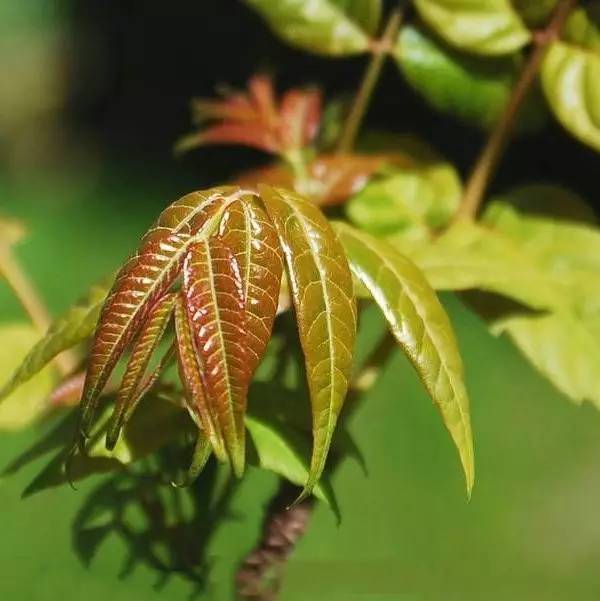 开春挖野菜教你轻松识别18种野菜,您知道春季最养肝护肝的野菜吗