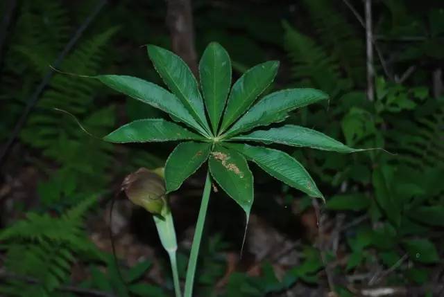 开春挖野菜教你轻松识别18种野菜,您知道春季最养肝护肝的野菜吗