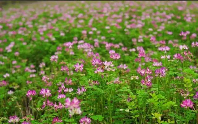 开春挖野菜教你轻松识别18种野菜,您知道春季最养肝护肝的野菜吗