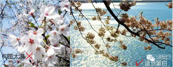 春天樱花摄影作品,春天摄影技巧教程