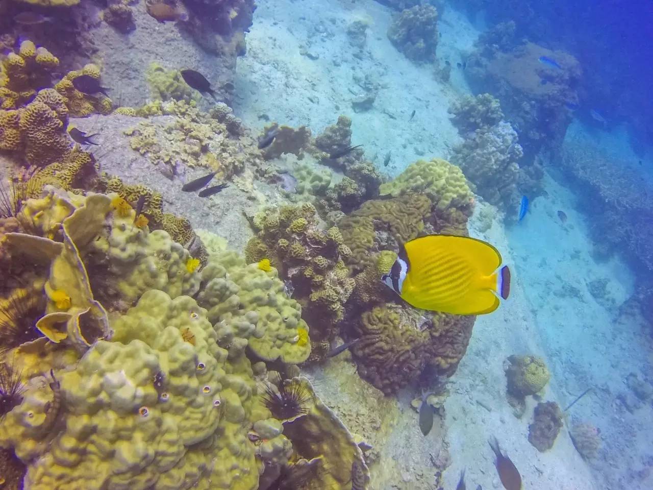 潜水零基础入门教程 (10个简单又可能被忽略的潜水技巧)