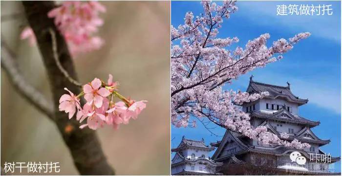 春天樱花摄影作品,春天摄影技巧教程