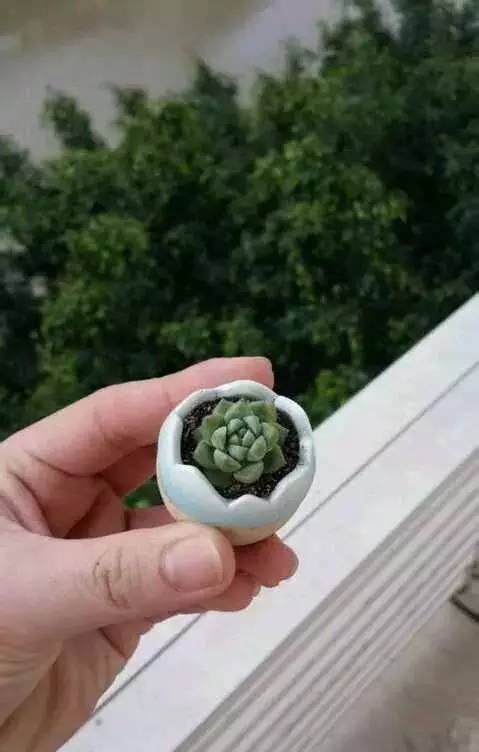 拇指盆栽欣赏,拇指小盆栽