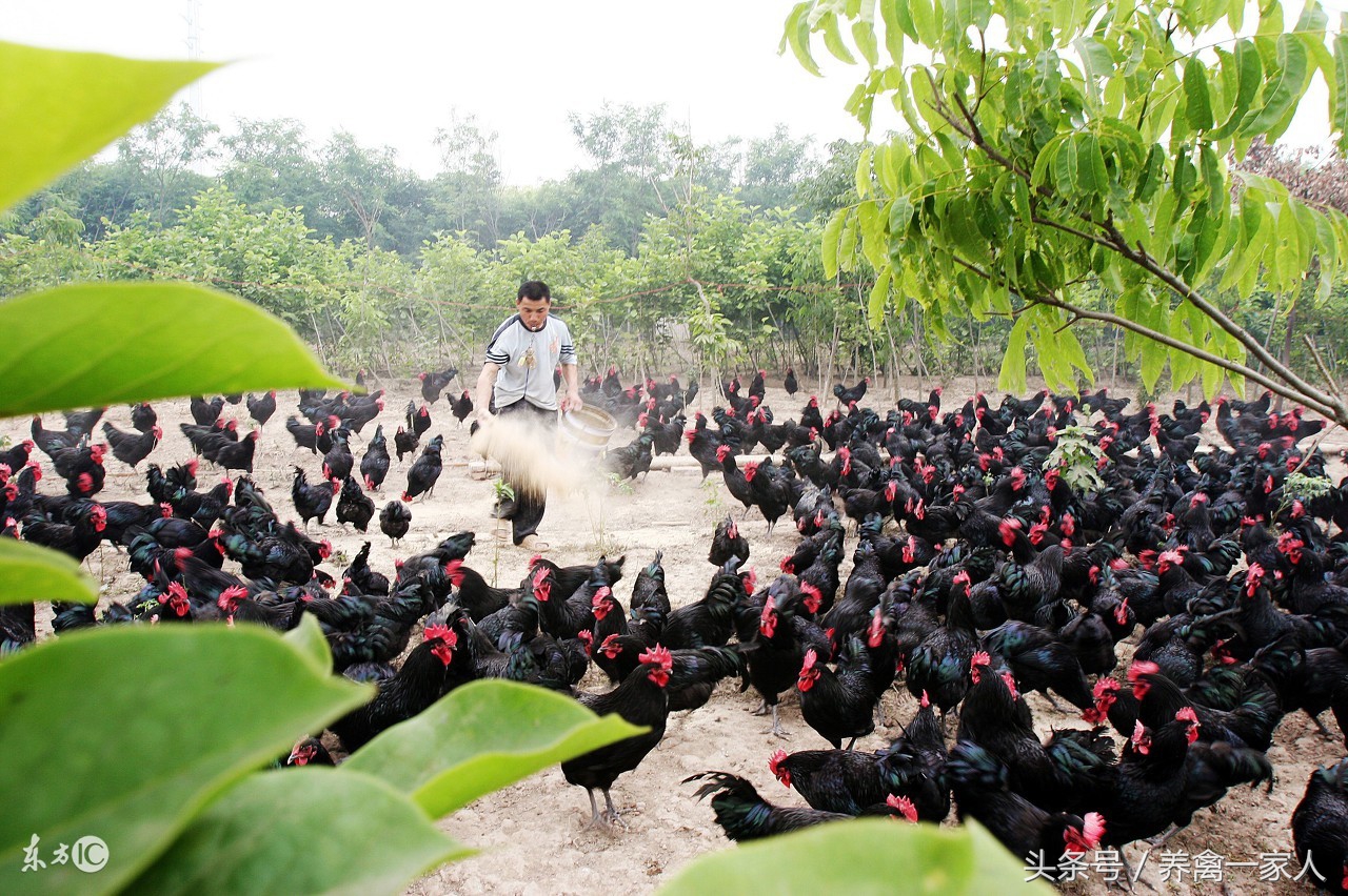 养鸡小苏打正确使用方法,养鸡秘诀小苏打