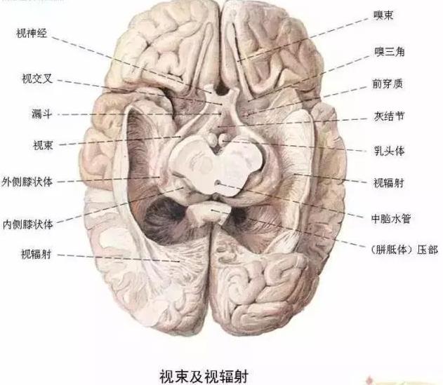 绘制神经系统的生理解剖图,人体骨骼血管神经系统解剖图