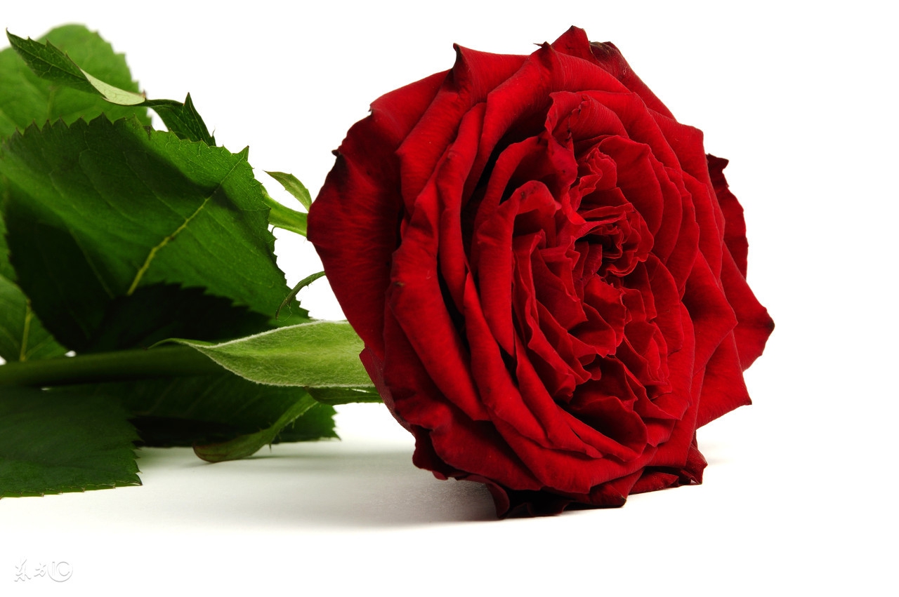 如果有一天我们不再联系也请珍惜,如果有一天我们缘尽了