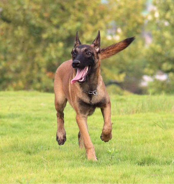 马犬应该如何训练基本科目用啥方法