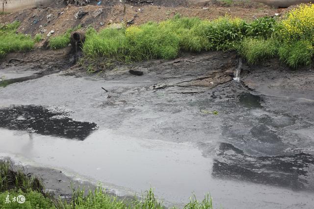 有毒大米重出江湖我们该怎么办,镉大米的危害及措施