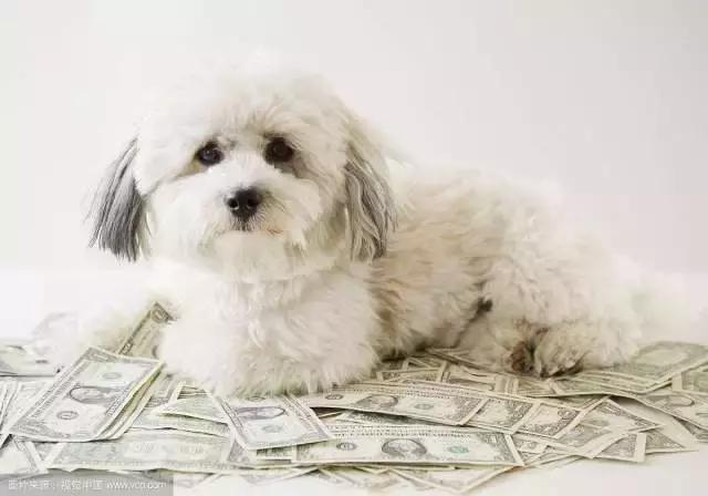 宠物店上班需要什么条件,在宠物店兼职是一种什么样的体验