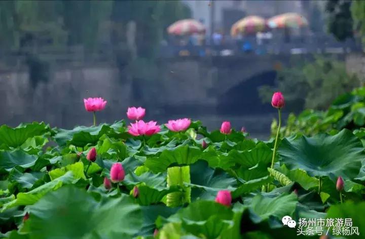 喜大普奔！扬州上榜“中国十大品质休闲城市”