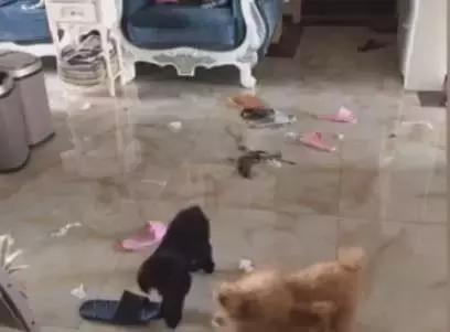 狗狗误食整个火腿肠怎么办,狗狗吃毒香肠怎么办