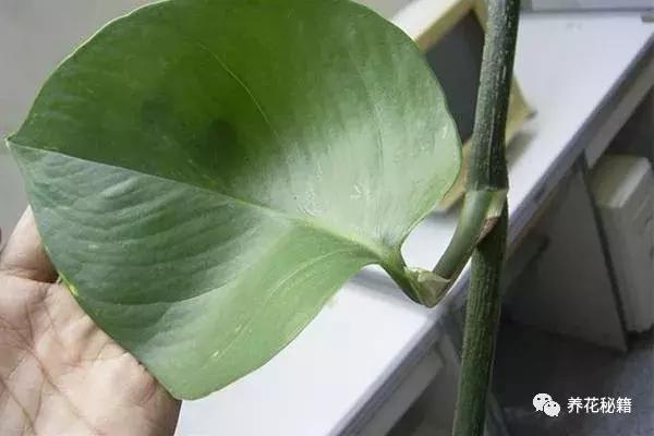 怎样养绿萝花知识大全,绿萝的数学知识