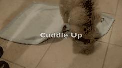 抱紧我你就不冷啦,暖心汪星人就是这么关心自己的主人!