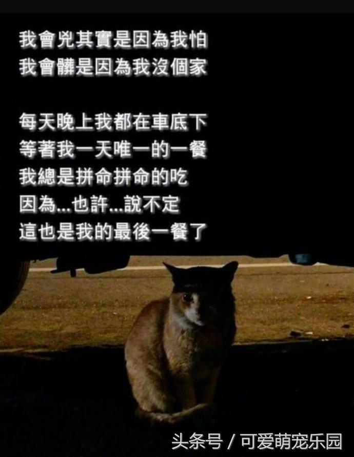 头冷捂头脚冷捂脚，前提是必须经过喵星人同意！