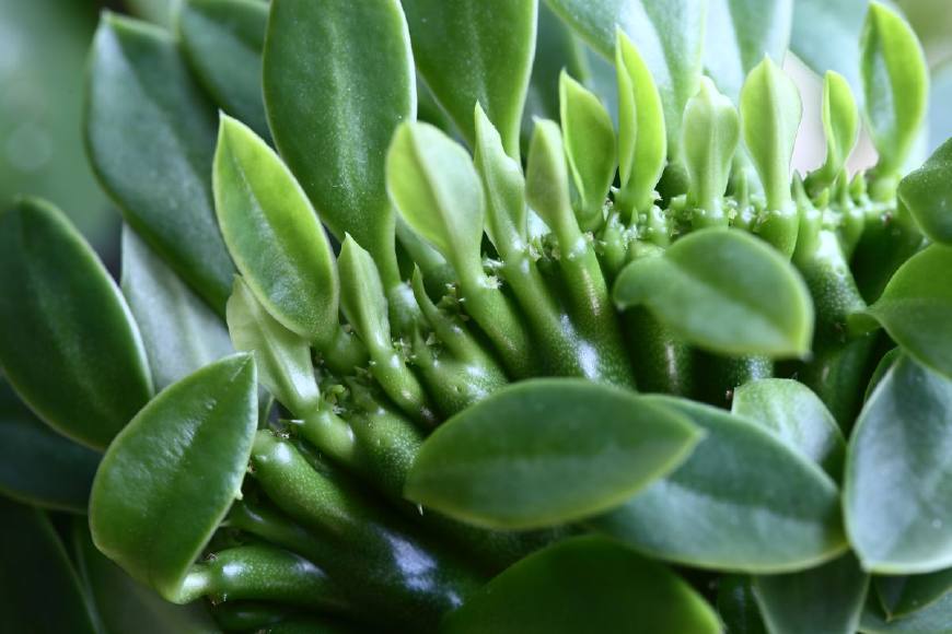 麒麟掌的毒性和危害,麒麟掌的汁液有没有毒素