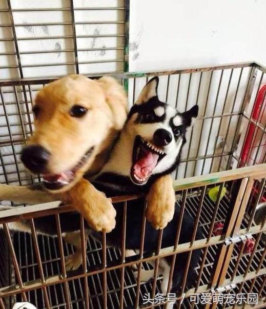 抱紧我你就不冷啦,暖心汪星人就是这么关心自己的主人!