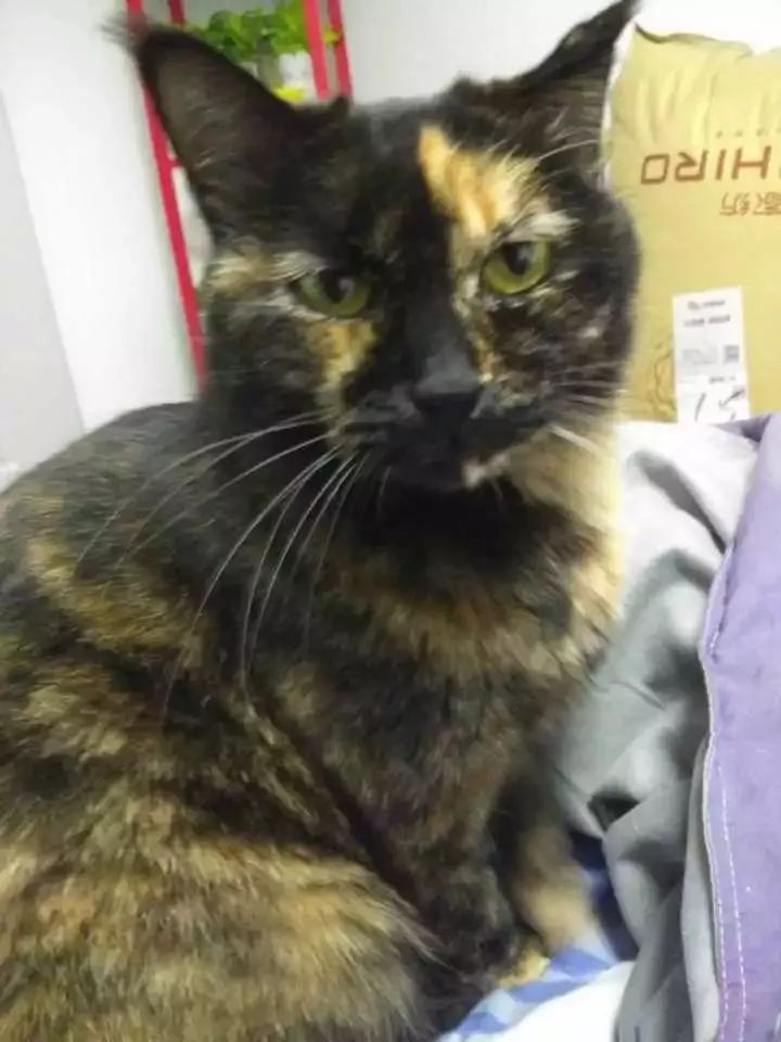 玳瑁猫最丑的猫,玳瑁猫长得好凶