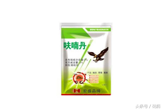 介壳虫黄叶怎么办,绿植介壳虫