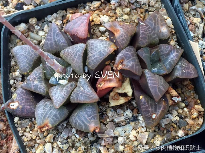 国外可以买的多肉,国外买植物