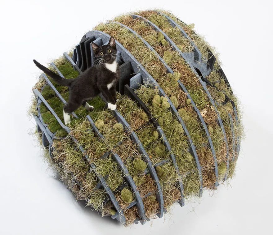 大爱！为这些百变多样的猫屋打call