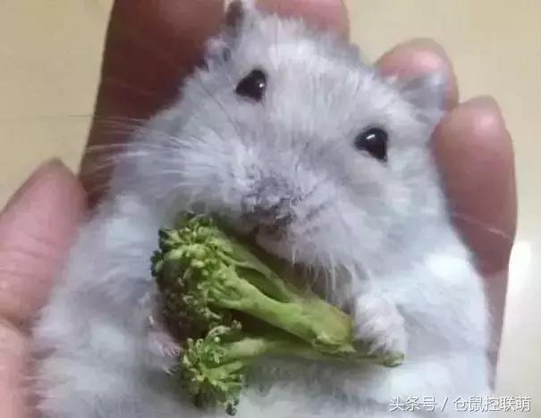 仓鼠怎么才能让它乖乖躺手,如何让仓鼠躺手且不咬手