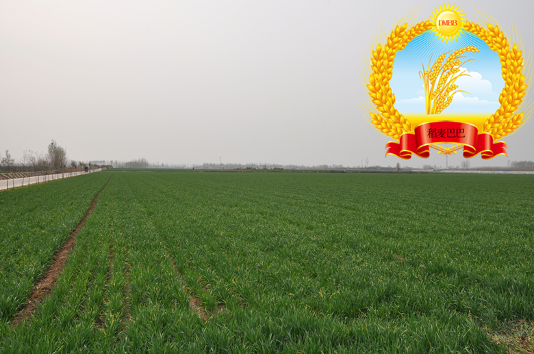 小麦旺长最好控制方法,小麦年前旺长应采取的措施