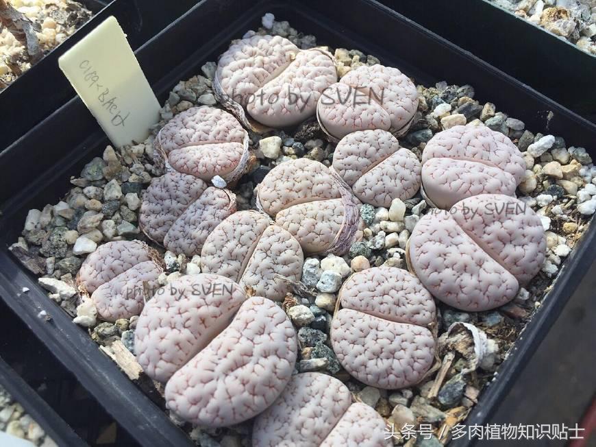 国外买多肉植物要小心了!这几点都是代购的坑