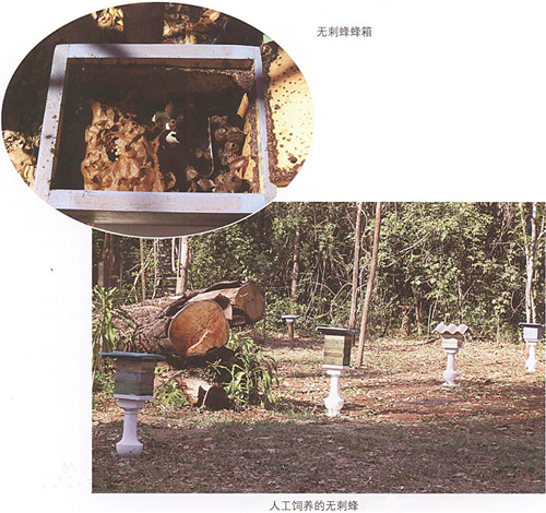 这“黑飞蚁”也叫蜜蜂，所有养蜂人都醉了