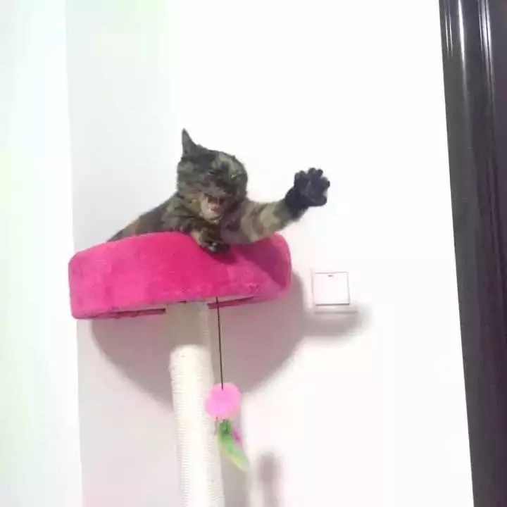 玳瑁猫最丑的猫,玳瑁猫长得好凶