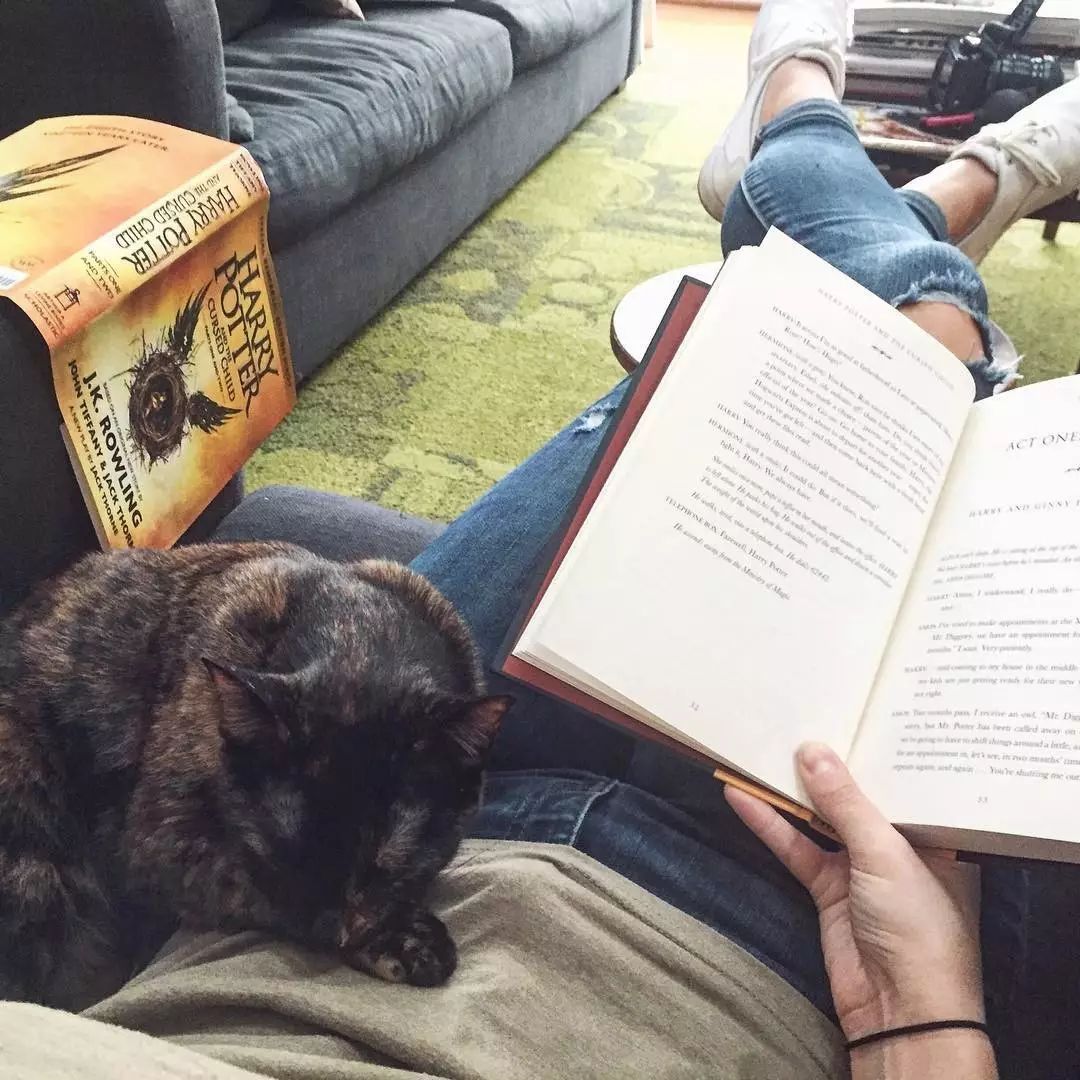 玳瑁猫最丑的猫,玳瑁猫长得好凶