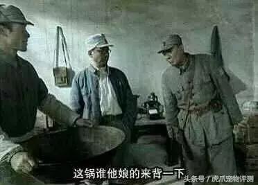 疯狂小狗牌子狗粮属于啥档次,疯狂的小狗和凯锐思哪个狗粮好