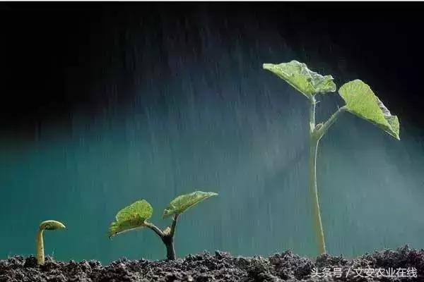 20种植物的形状和养护方法,植物不同时期的施肥