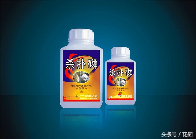 介壳虫黄叶怎么办,绿植介壳虫