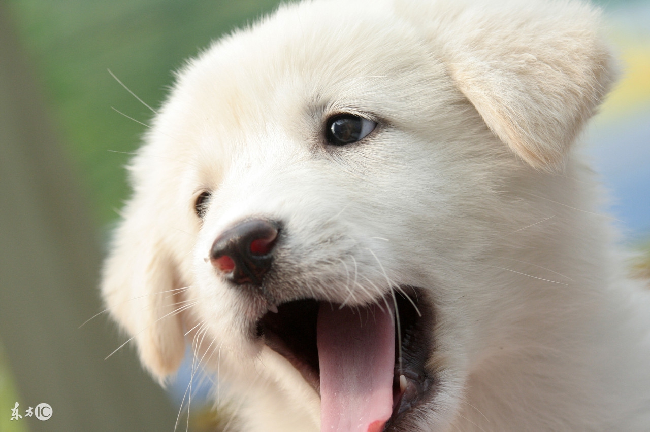 狗狗拉稀呕吐白色泡沫怎么回事,狗狗拉稀呕吐怎么办