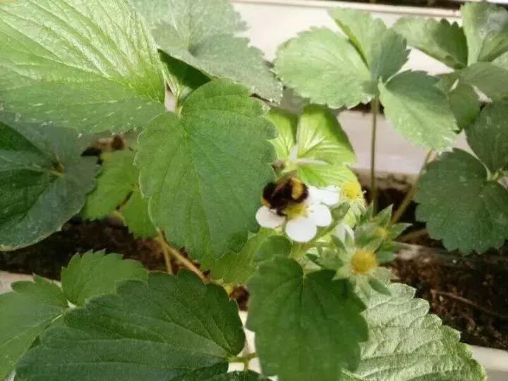 草莓棚里打药后伤蜜蜂怎么解救,被蜜蜂蛰了怎么办