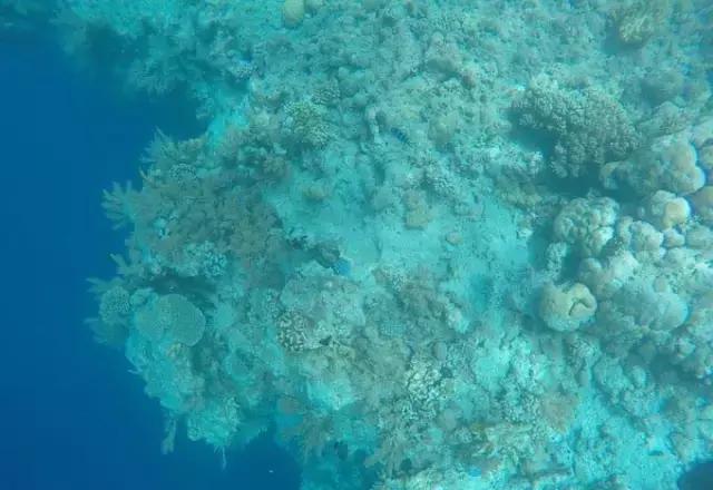 帕劳归来不看海视频,帕劳归来不看海