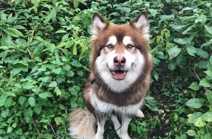 coco王思聪,王思聪名媛女友