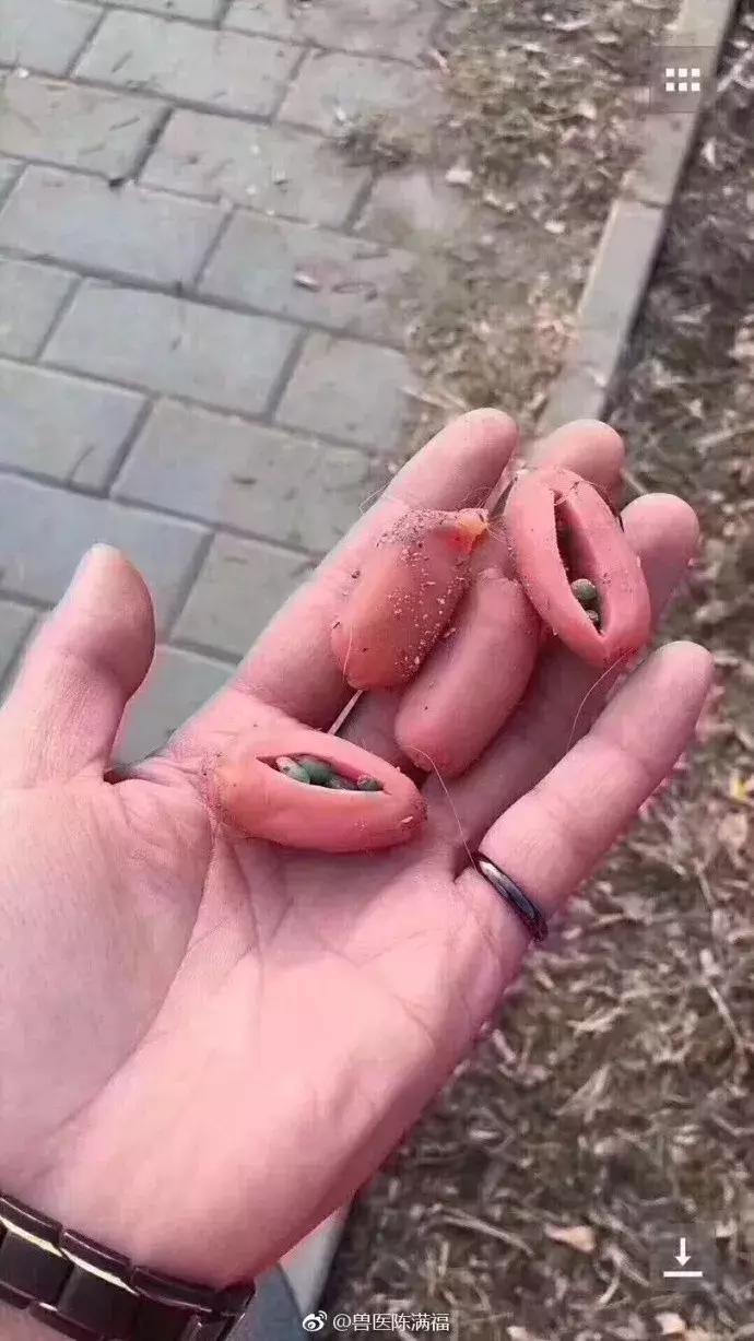 缃戠孩鐑棬娈靛瓙杩戞湡鎺ㄨ崘,缃戠孩鐑棬娈靛瓙鎺ㄨ崘