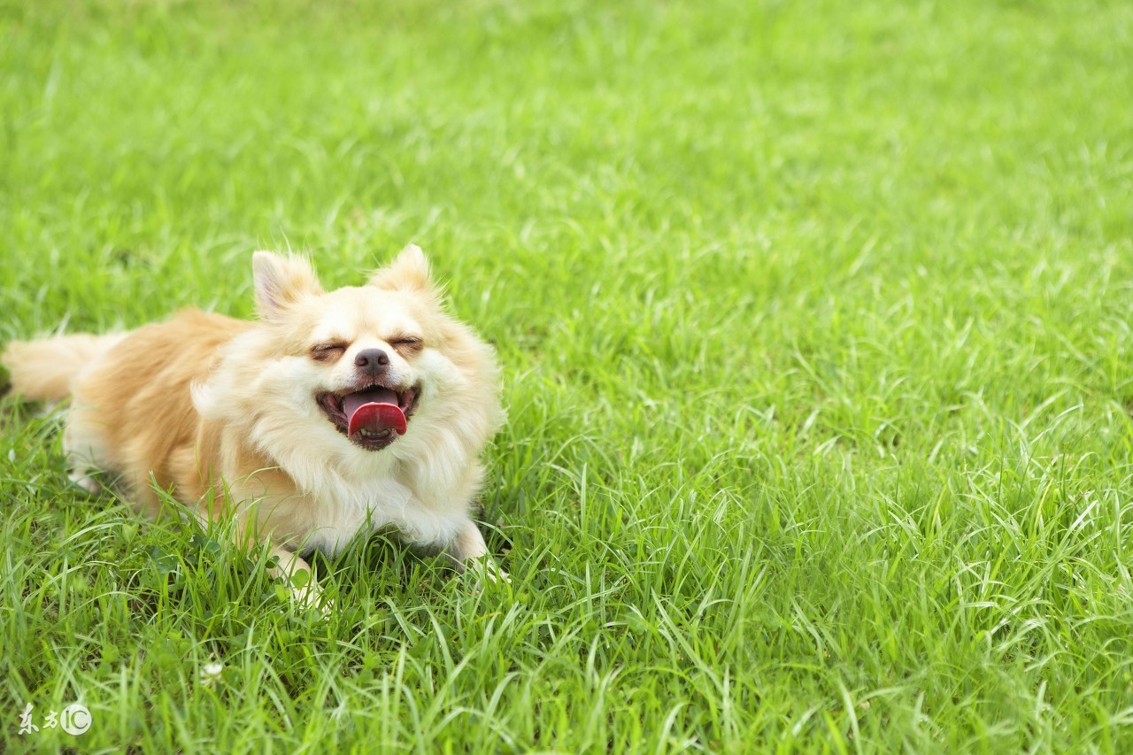 狗瘟治疗,治狗瘟的偏方药