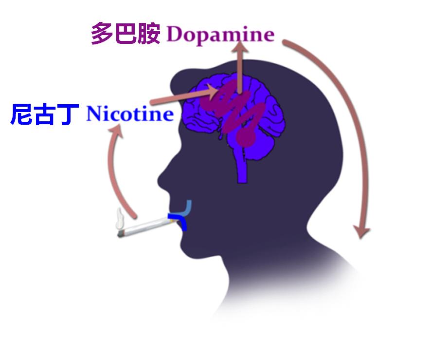 医者仁心吸烟有害健康,吸烟的致病率